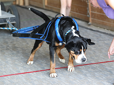 Greater Swiss Mountain Dogs