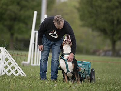 Greater Swiss Mountain Dogs
