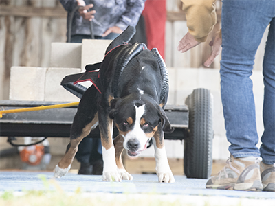Greater Swiss Mountain Dogs