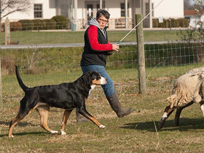 Greater Swiss Mountain Dogs