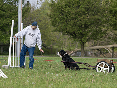 Greater Swiss Mountain Dogs
